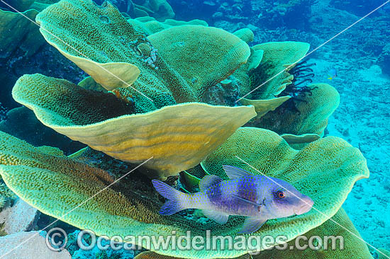 Cabbage Coral Reef photo Cabbage Coral Reef photo