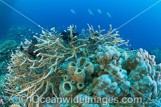 Underwater Coral Reef Seascape photo Underwater Coral Reef Seascape photo