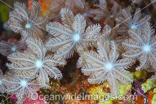 Fern Coral detail photo Fern Coral detail photo