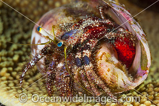 Hermit Crab photo Hermit Crab photo
