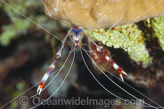 Shrimp prepares to shed shell photo Shrimp prepares to shed shell photo