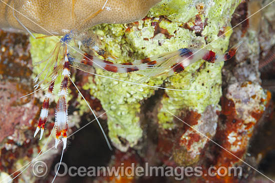 Shrimp emerged from shell photo Shrimp emerged from shell photo