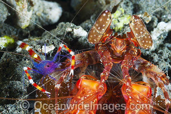 Boxer Shrimp and Mantis Shrimp in burrow photo Boxer Shrimp and Mantis Shrimp in burrow photo