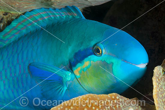 Saddled Parrotfish Scarus dimidiatus photo Saddled Parrotfish Scarus dimidiatus photo