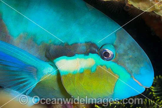 Saddled Parrotfish photo Saddled Parrotfish photo