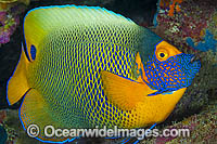 Blue-face Angelfish Photo - Gary Bell