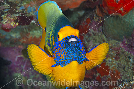 Angelfish Great Barrier Reef photo Angelfish Great Barrier Reef photo