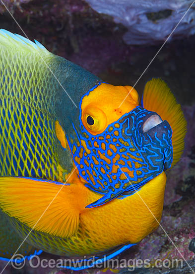 Blue-face Angelfish photo Blue-face Angelfish photo