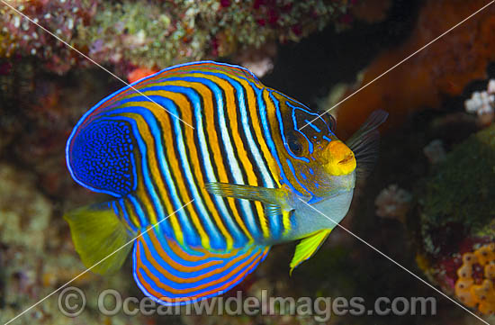 Regal Angelfish Pygoplites diacanthus photo Regal Angelfish Pygoplites diacanthus photo