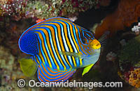 Regal Angelfish Pygoplites diacanthus Photo - Gary Bell