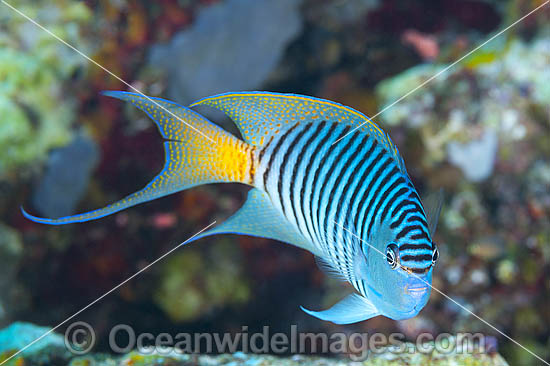 Black-spot Angelfish Genicanthus melanospilos photo Black-spot Angelfish Genicanthus melanospilos photo