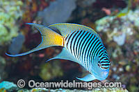 Black-spot Angelfish Genicanthus melanospilos Photo - Gary Bell
