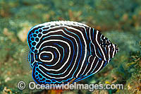 Emperor Angelfish Pomacanthus imperator Photo - Gary Bell