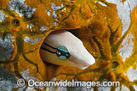 Slender Sabretooth Blenny Photo - Gary Bell