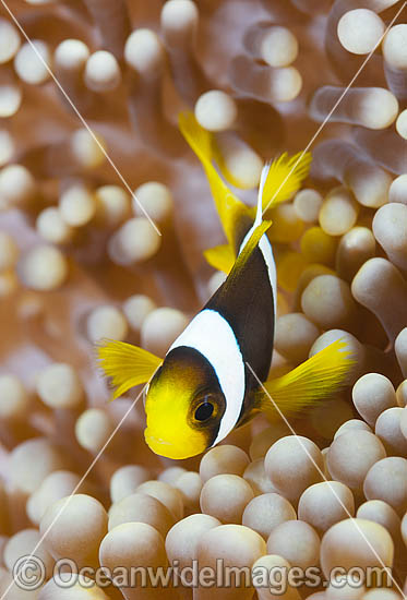 Clark's Anemonefish in anemone photo Clark's Anemonefish in anemone photo
