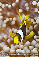 Clark's Anemonefish in anemone Photo - Gary Bell