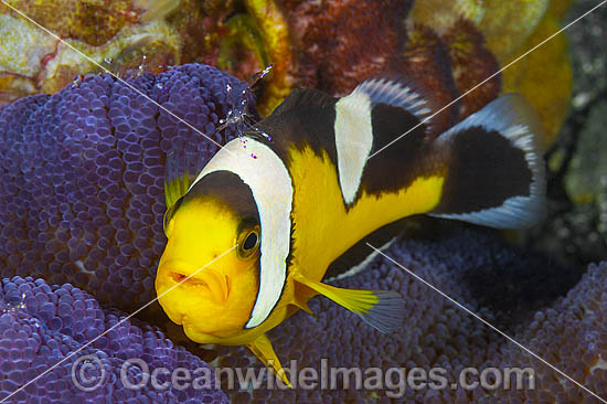Panda Clownfish Amphiprion polymnus photo Panda Clownfish Amphiprion polymnus photo