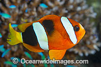 Clark's Anemonefish Photo - Gary Bell