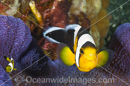 Panda Clownfish Amphiprion polymnus photo Panda Clownfish Amphiprion polymnus photo