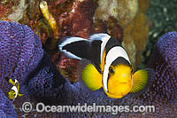 Panda Clownfish Amphiprion polymnus Photo - Gary Bell