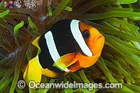 Clark's Anemonefish Amphiprion clarkii Photo - Gary Bell