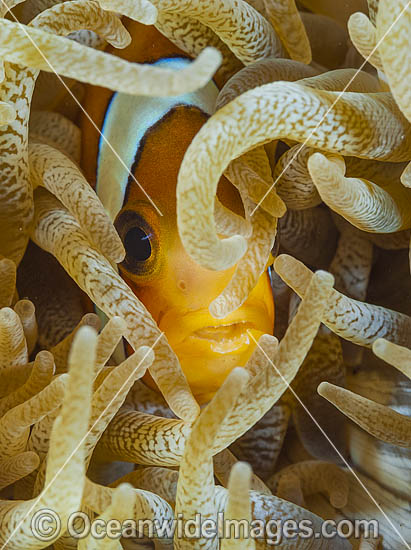 Clark's Anemonefish Amphiprion clarkii photo Clark's Anemonefish Amphiprion clarkii photo
