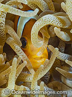 Clark's Anemonefish Amphiprion clarkii Photo - Gary Bell