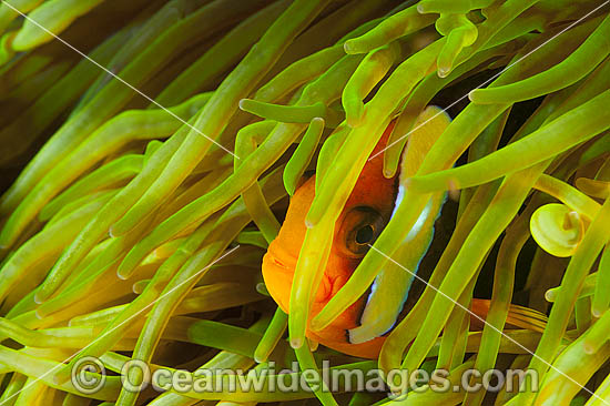 Clark's Anemonefish Amphiprion clarkii photo Clark's Anemonefish Amphiprion clarkii photo