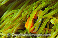 Clark's Anemonefish Amphiprion clarkii Photo - Gary Bell