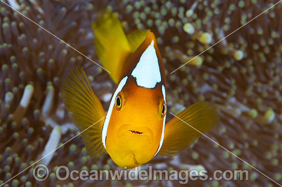 White-bonnet Anemonefish Amphiprion leucokranos photo White-bonnet Anemonefish Amphiprion leucokranos photo