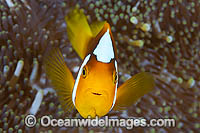 White-bonnet Anemonefish Amphiprion leucokranos Photo - Gary Bell