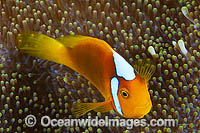 White-bonnet Anemonefish Photo - Gary Bell