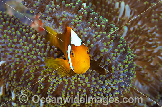 White-bonnet Anemonefish Amphiprion leucokranos photo White-bonnet Anemonefish Amphiprion leucokranos photo