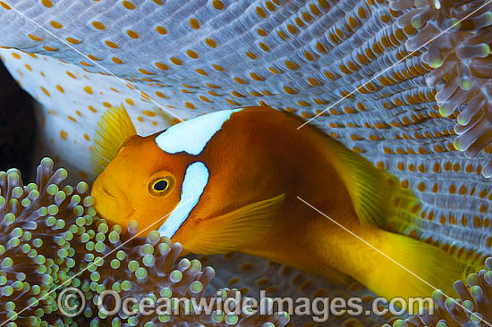 White-bonnet Anemonefish in anemone photo White-bonnet Anemonefish in anemone photo