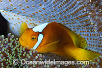 White-bonnet Anemonefish in anemone Photo - Gary Bell