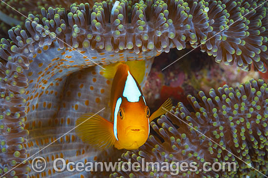 White-bonnet Anemonefish photo White-bonnet Anemonefish photo