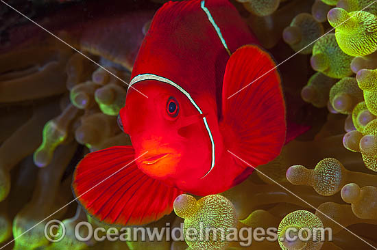 Spine-cheek Anemonefish in anemone photo Spine-cheek Anemonefish in anemone photo