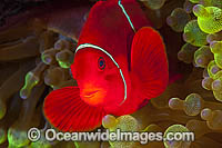 Spine-cheek Anemonefish in anemone Photo - Gary Bell