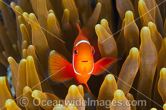 Spine-cheek Anemonefish juvenile photo Spine-cheek Anemonefish juvenile photo