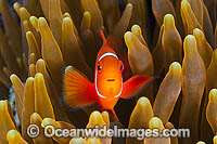 Spine-cheek Anemonefish juvenile Photo - Gary Bell