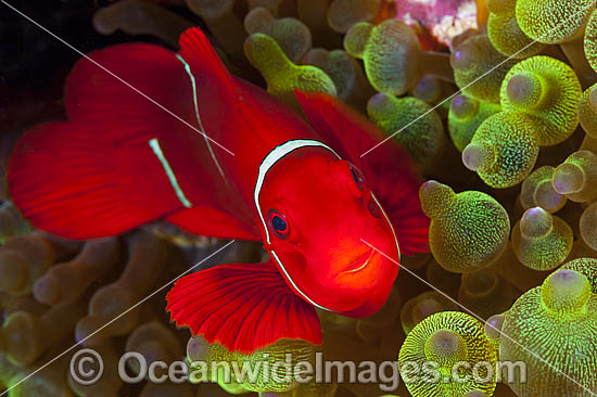 Spine-cheek Anemonefish Premnas biaculeatus photo Spine-cheek Anemonefish Premnas biaculeatus photo