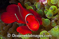 Spine-cheek Anemonefish Premnas biaculeatus Photo - Gary Bell