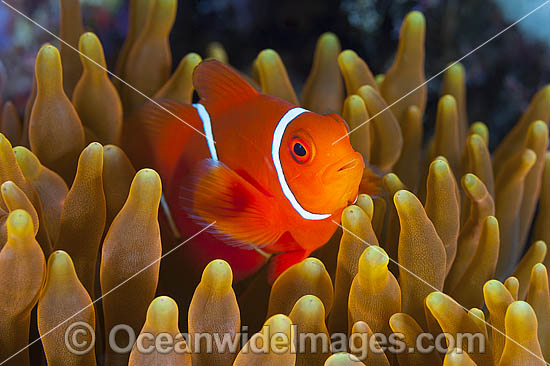 Spine-cheek Anemonefish juvenile photo Spine-cheek Anemonefish juvenile photo