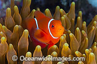 Spine-cheek Anemonefish juvenile Photo - Gary Bell