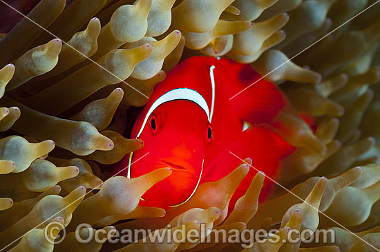 Spine-cheek Anemonefish Premnas biaculeatus photo Spine-cheek Anemonefish Premnas biaculeatus photo