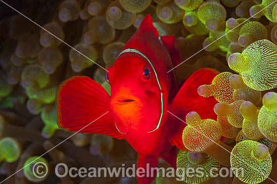 Spine-cheek Anemonefish Premnas biaculeatus photo Spine-cheek Anemonefish Premnas biaculeatus photo