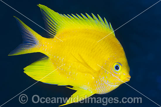 Golden Damsel photo Golden Damsel photo