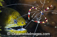 Shrimp cleaning Moray Eel Photo - Gary Bell