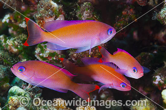 Pink Basslet Pseudanthias hypselosoma photo Pink Basslet Pseudanthias hypselosoma photo