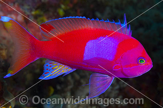 Square-spot Basslet Pseudanthias pleurotaenia photo Square-spot Basslet Pseudanthias pleurotaenia photo